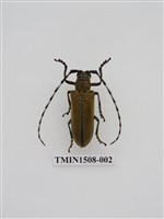 藏品(桑天牛)的圖片